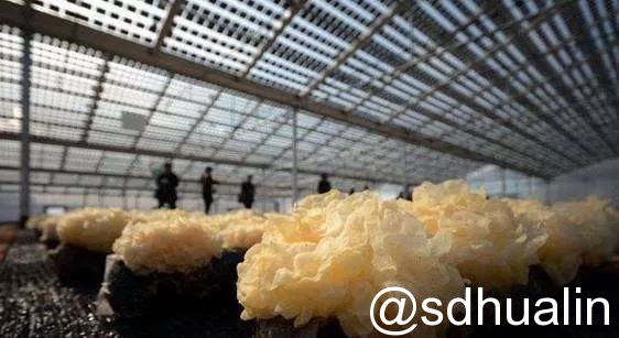 “光伏+農(nóng)業(yè)”八大模式 你了解多少? “光伏+農(nóng)業(yè)”八大模式 你了解多少?